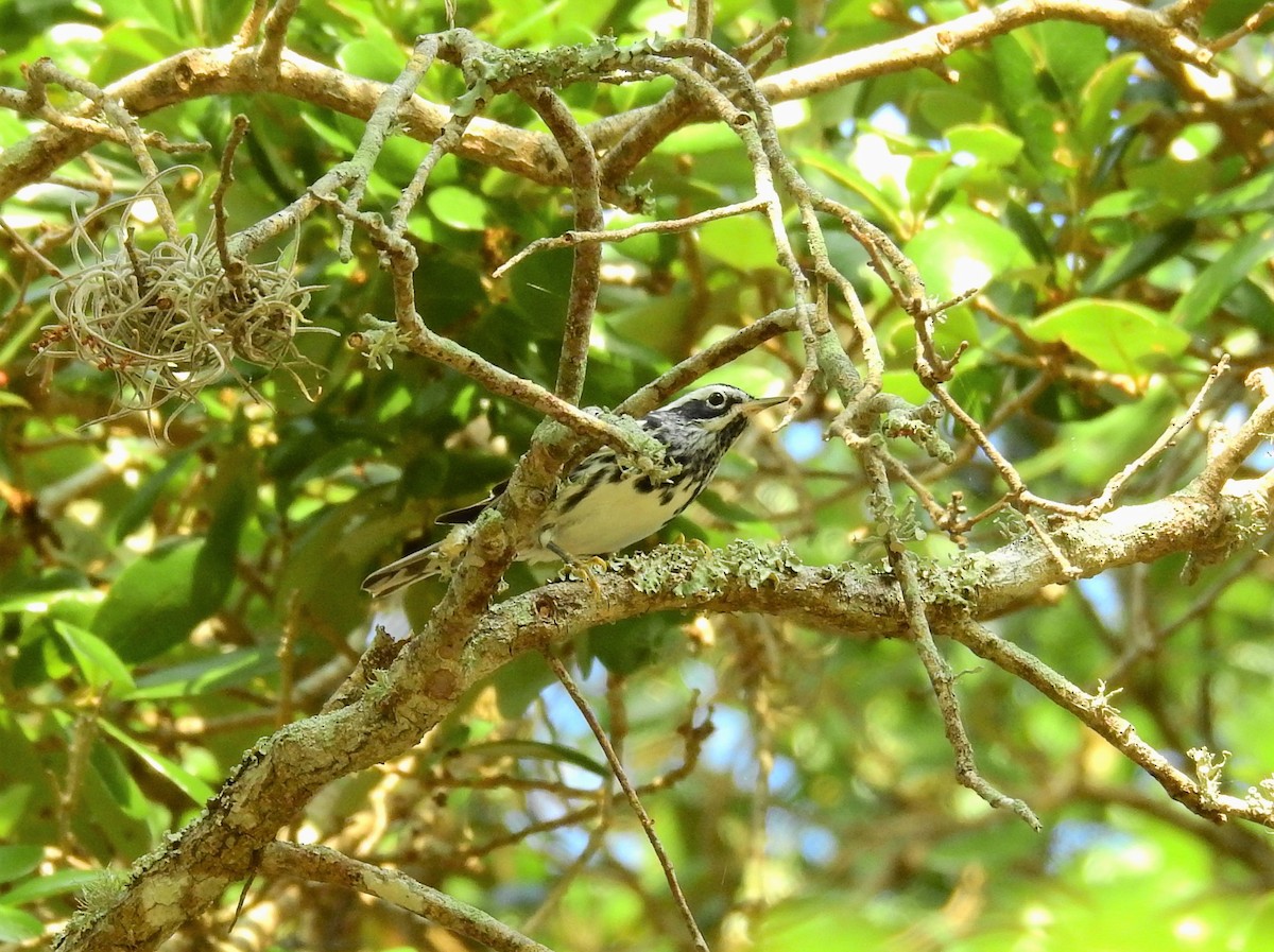Black-and-white Warbler - ML223911201