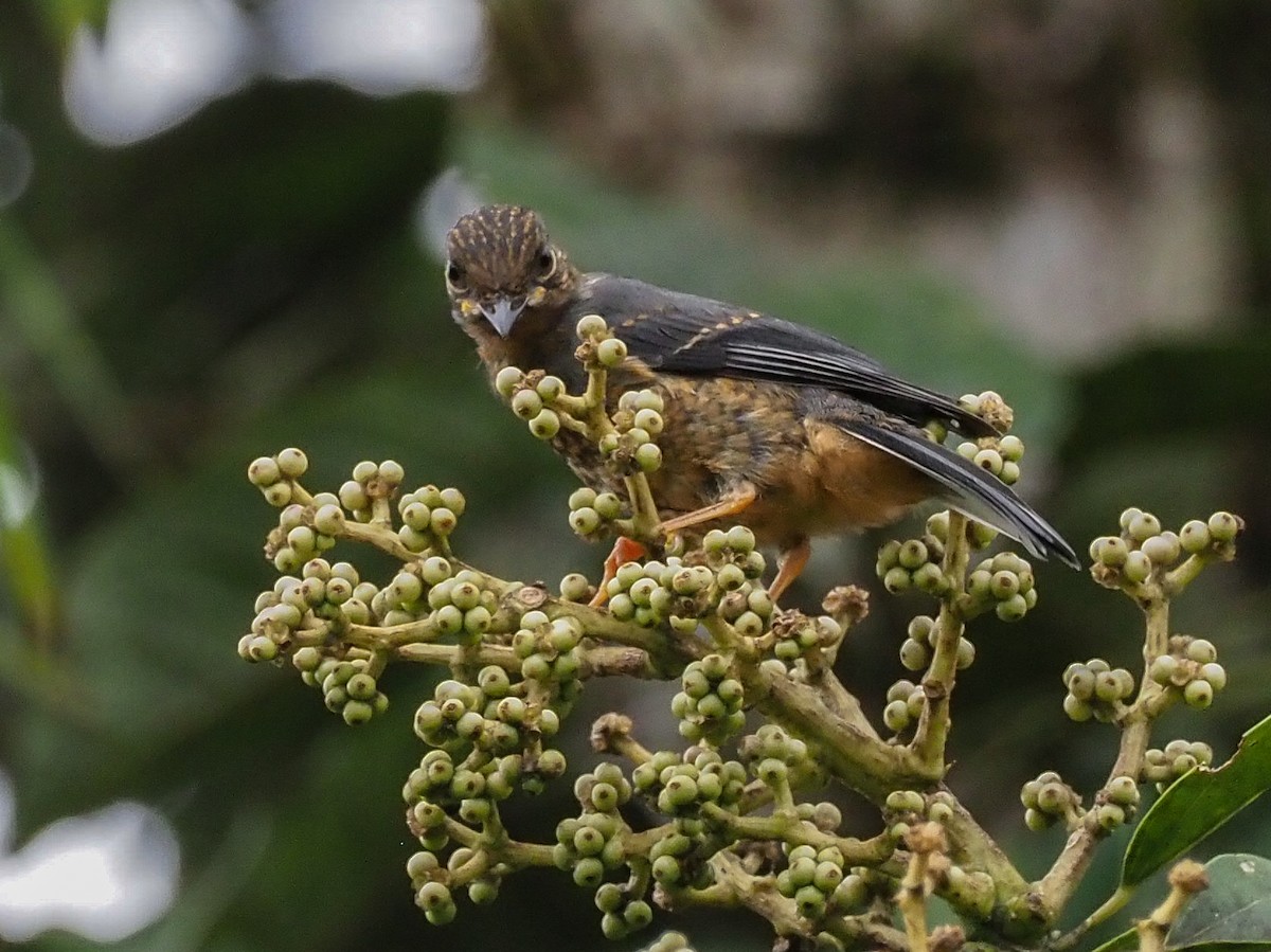 Rufous-throated Solitaire - John Sterling