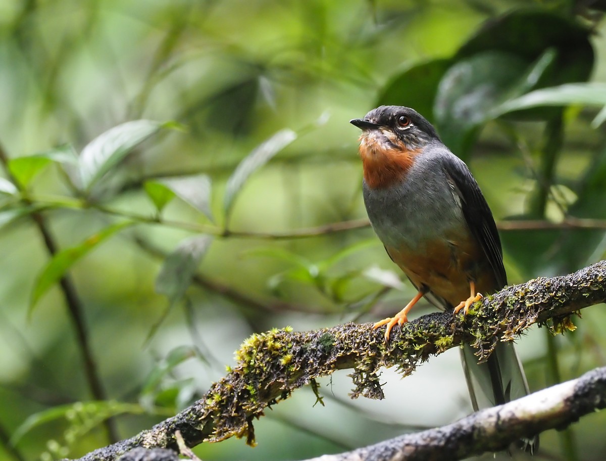 Rufous-throated Solitaire - ML223912661