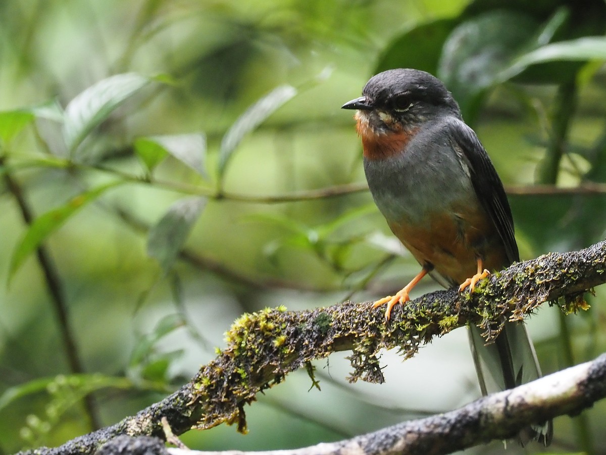 Rufous-throated Solitaire - ML223912671