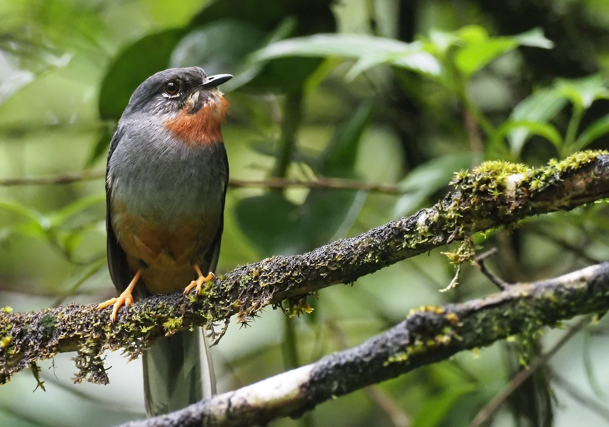 Rufous-throated Solitaire - ML223912741