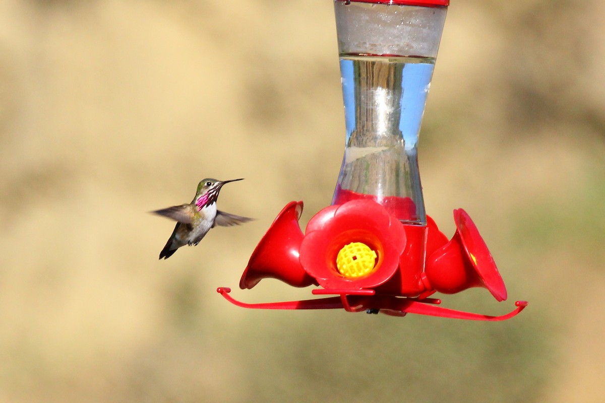 Calliope Hummingbird - ML223916571