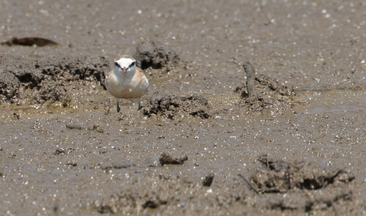 White-fronted Plover - ML223917301