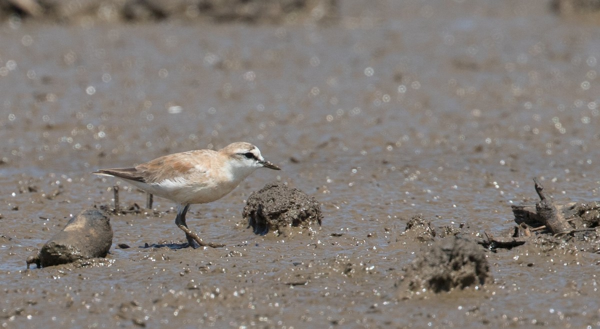 White-fronted Plover - ML223917321
