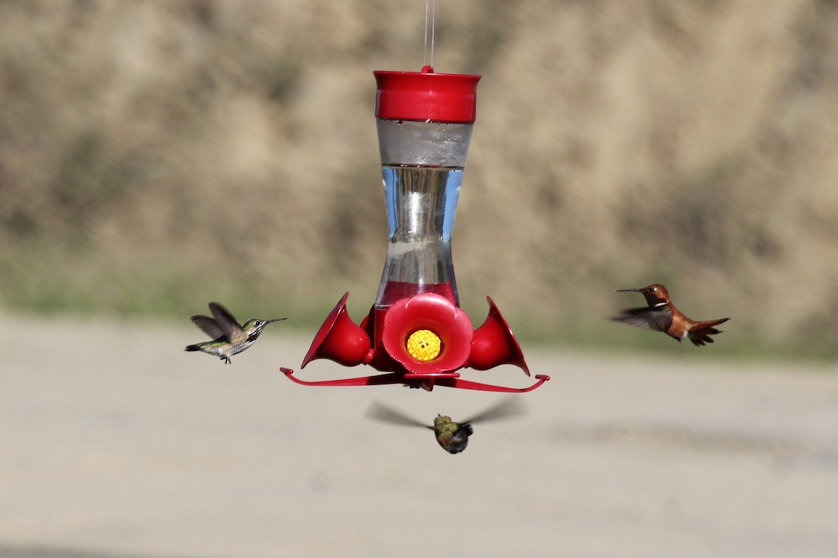 Calliope Hummingbird - ML223917501