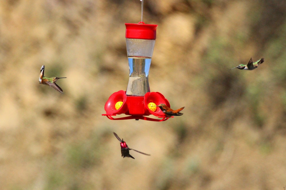 Calliope Hummingbird - ML223917581