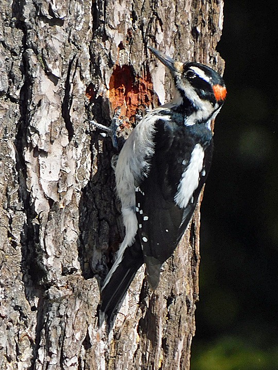 Hairy Woodpecker - Denny Granstrand