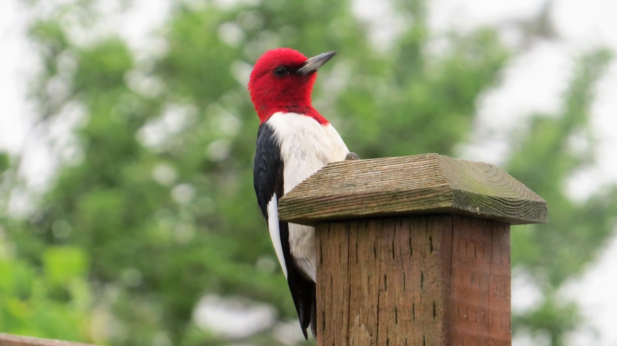 Red-headed Woodpecker - Nova Scotia Bird Records
