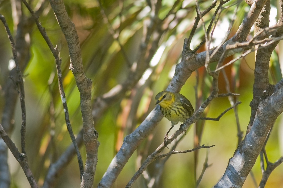 Cape May Warbler - ML22392451