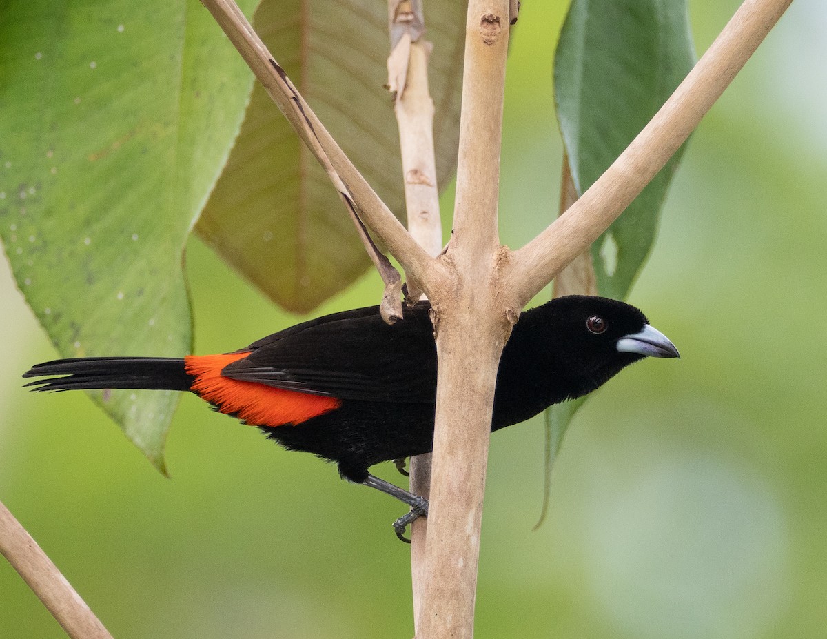 Scarlet-rumped Tanager (Cherrie's) - ML223924741