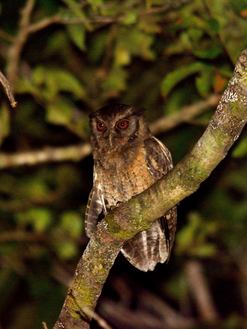 Tawny-bellied Screech-Owl (Austral) - Rodrigo Ferronato