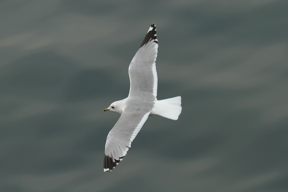 Common Gull (European) - Patrick J. Blake