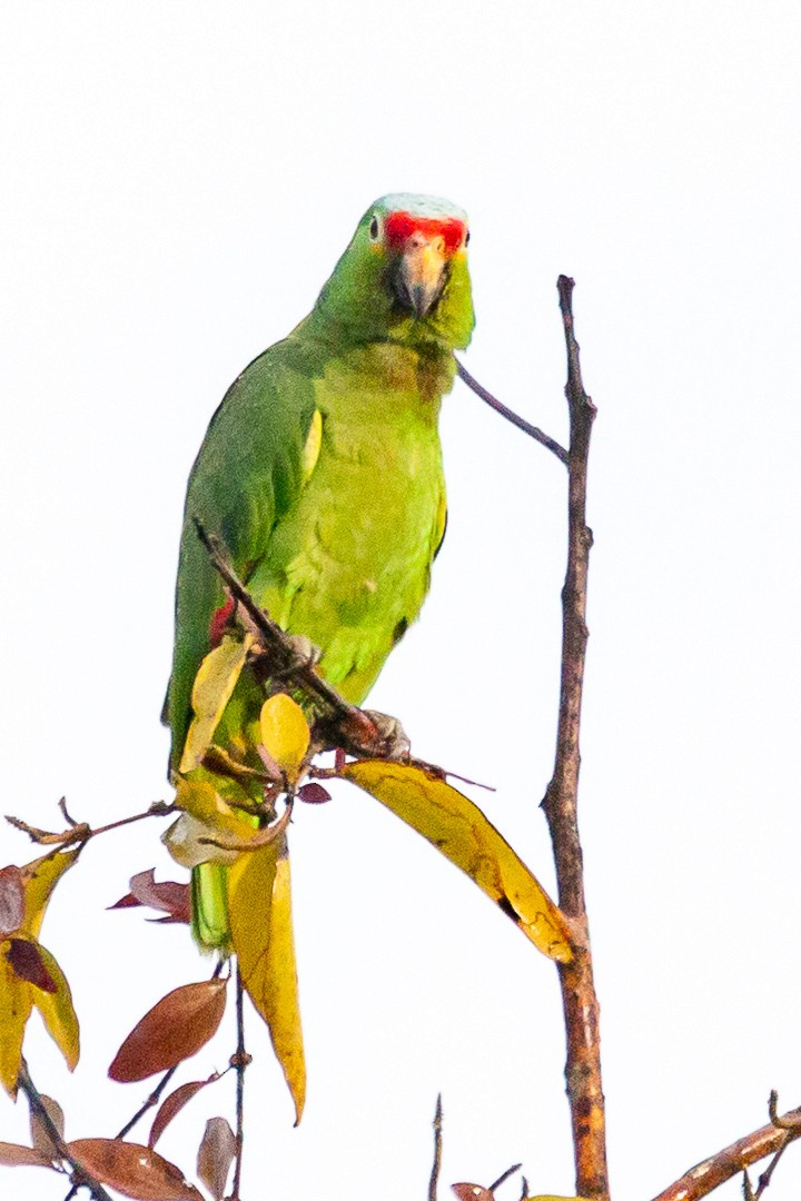 Red-lored Parrot - ML223928201
