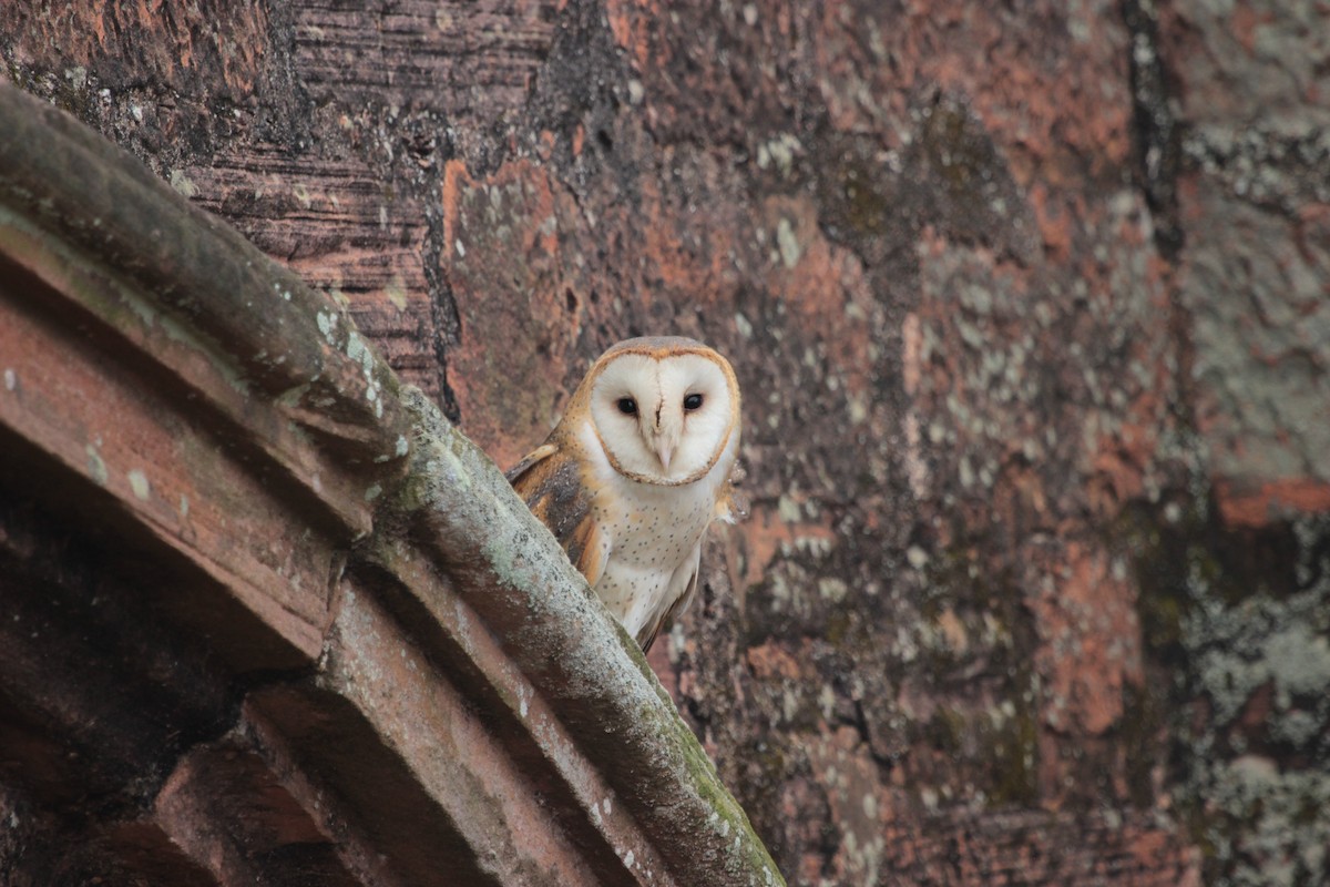 Barn Owl - Cristhian Fretes