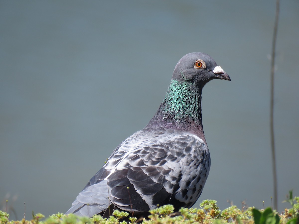 Rock Pigeon (Feral Pigeon) - Guy McGrane