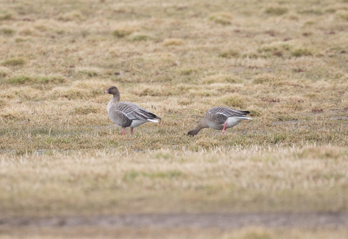 Pink-footed Goose - ML223931881