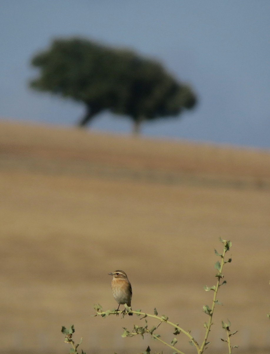 Whinchat - ML223932391