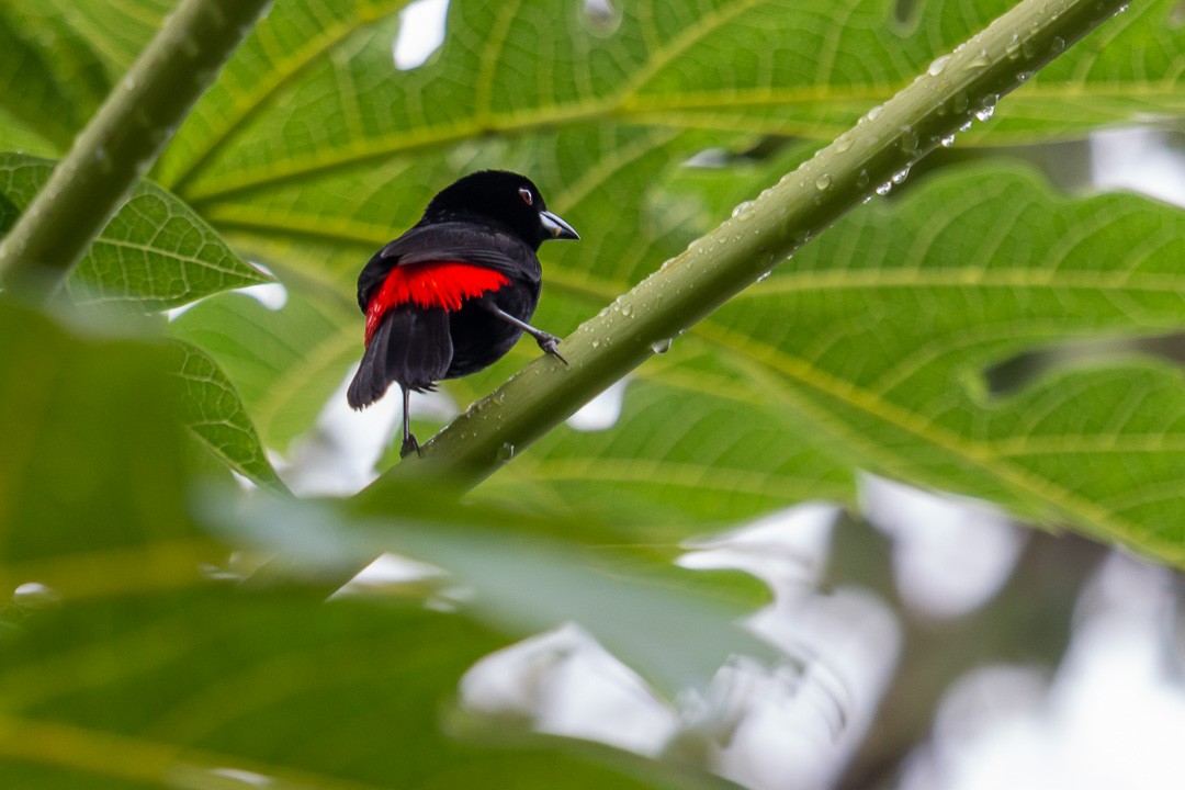 Scarlet-rumped Tanager - ML223934451
