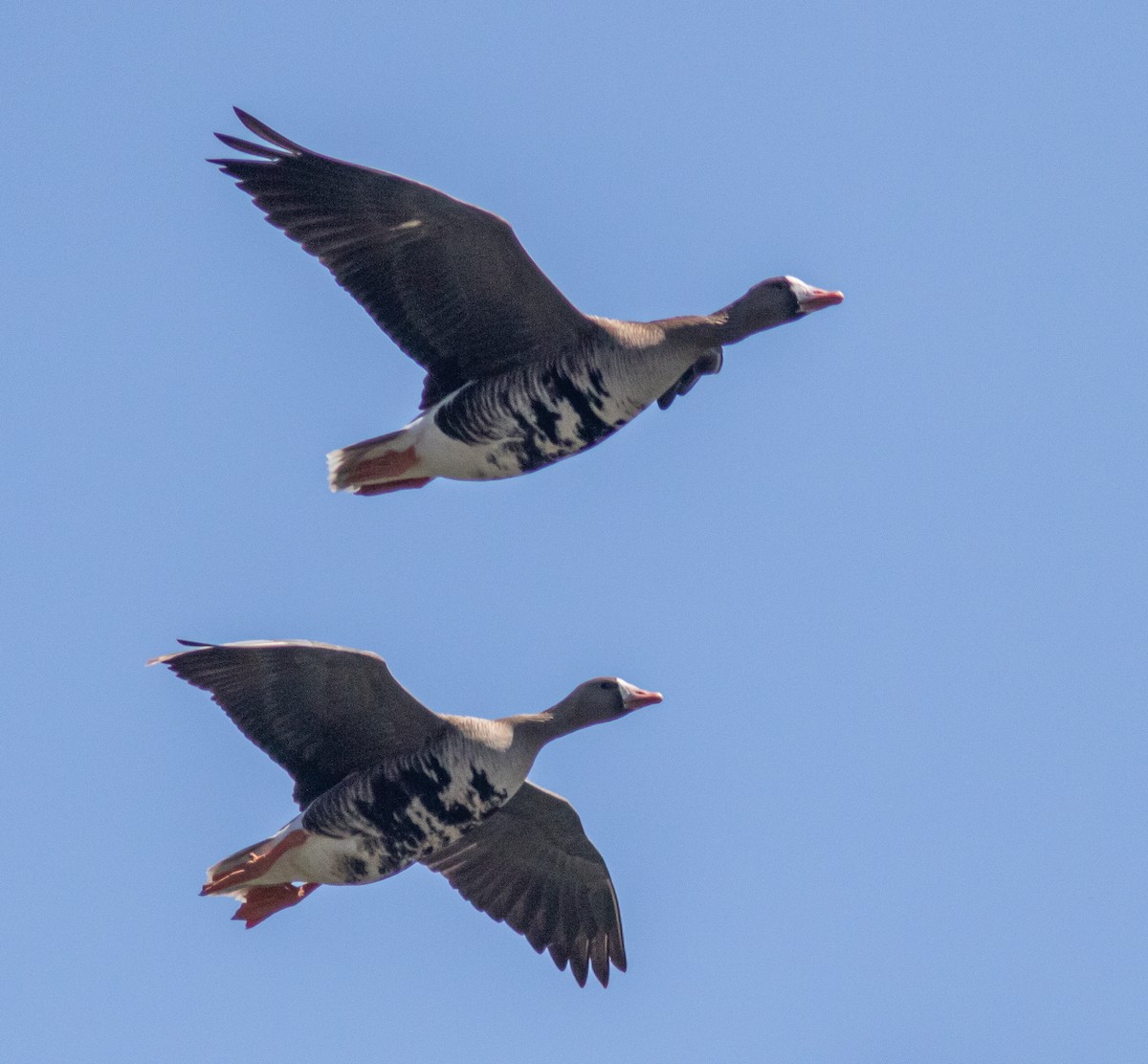 Greater White-fronted Goose - ML223936501