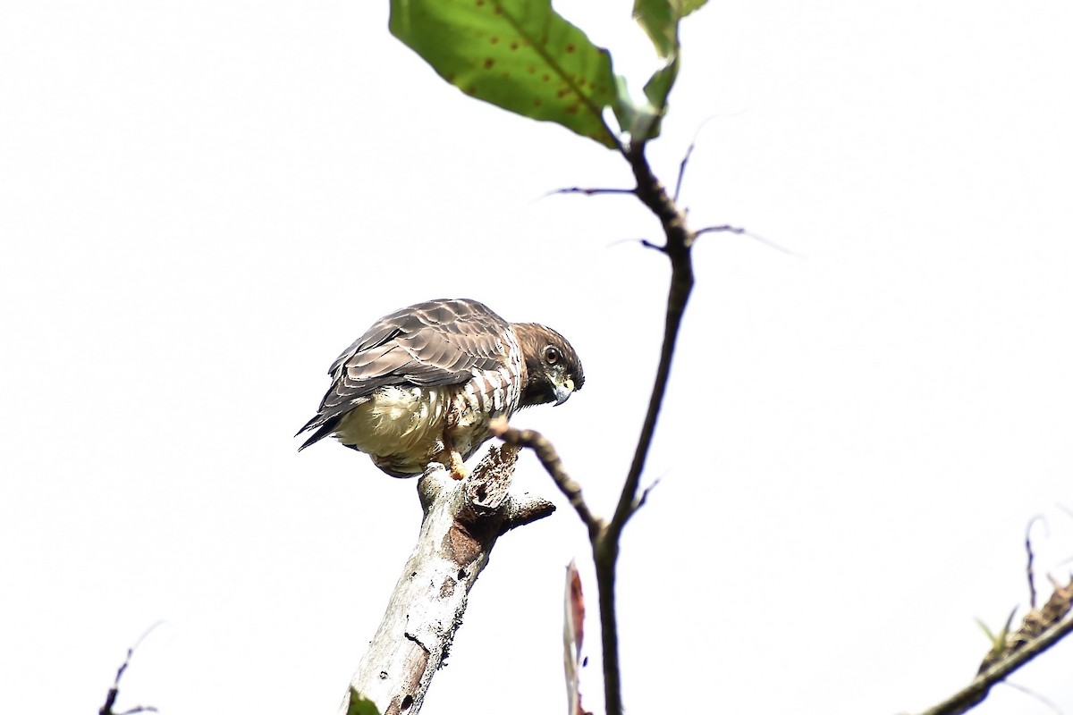 Broad-winged Hawk (Caribbean) - Roberto Jovel