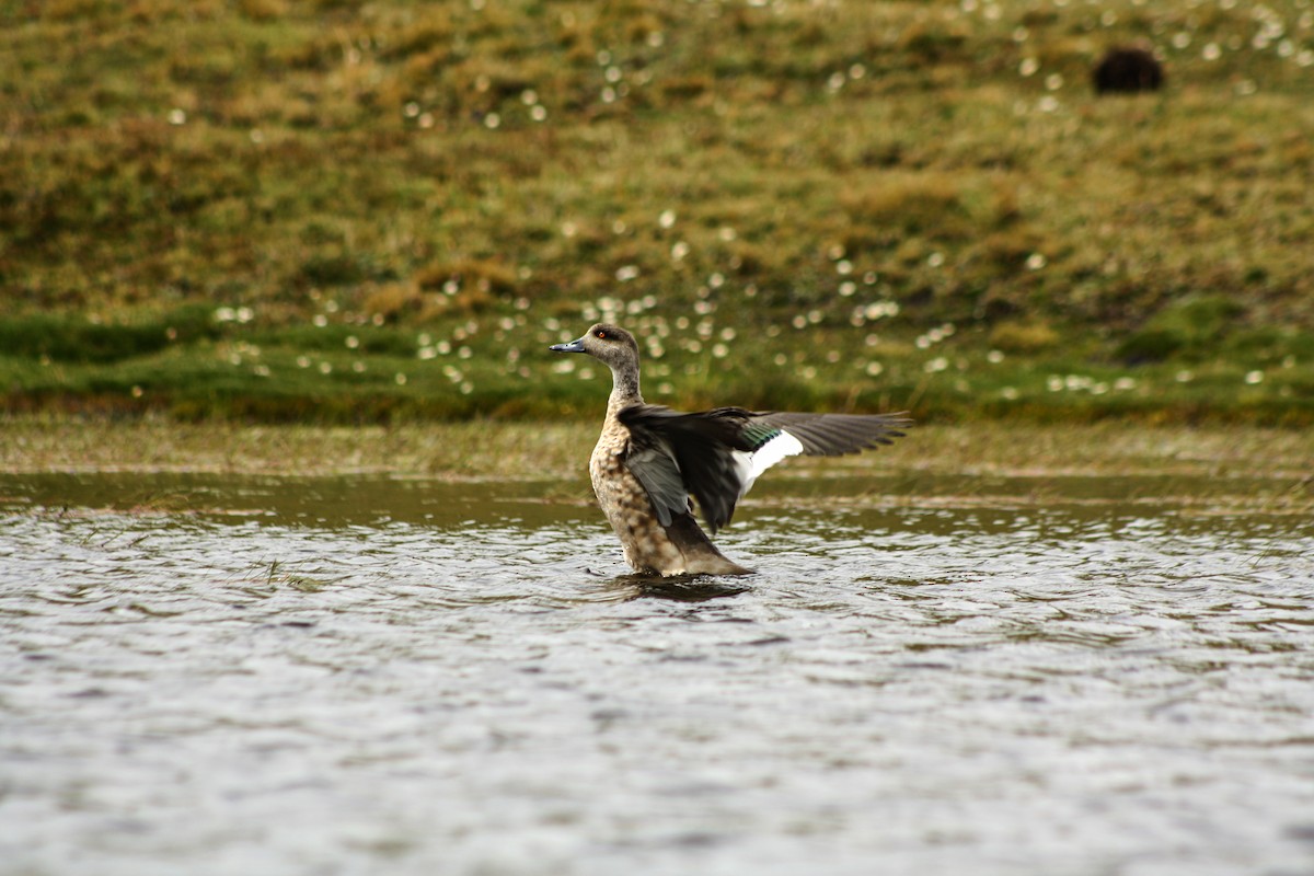 Crested Duck - ML223942101