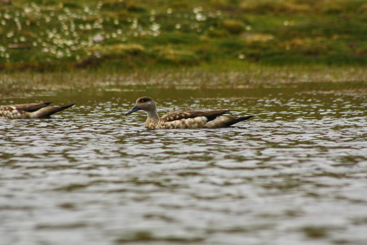 Crested Duck - ML223942461
