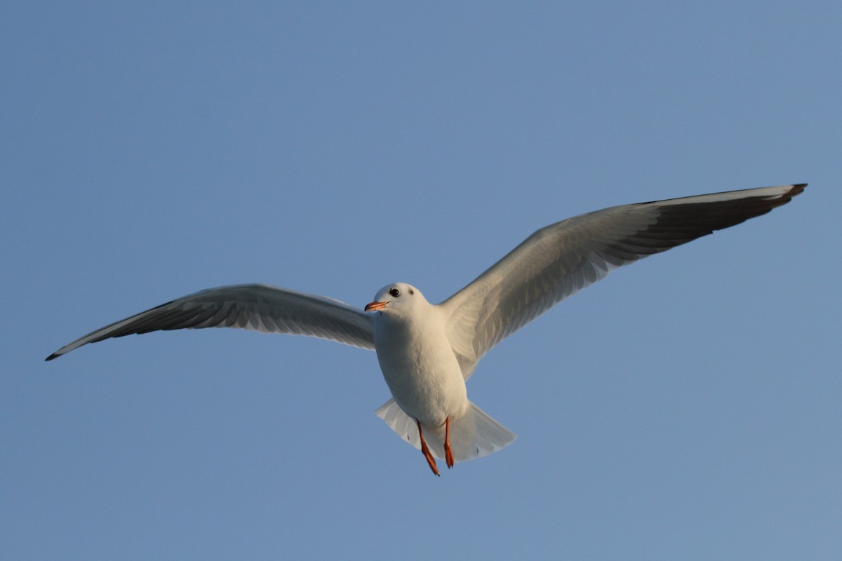 Mouette rieuse - ML22394641