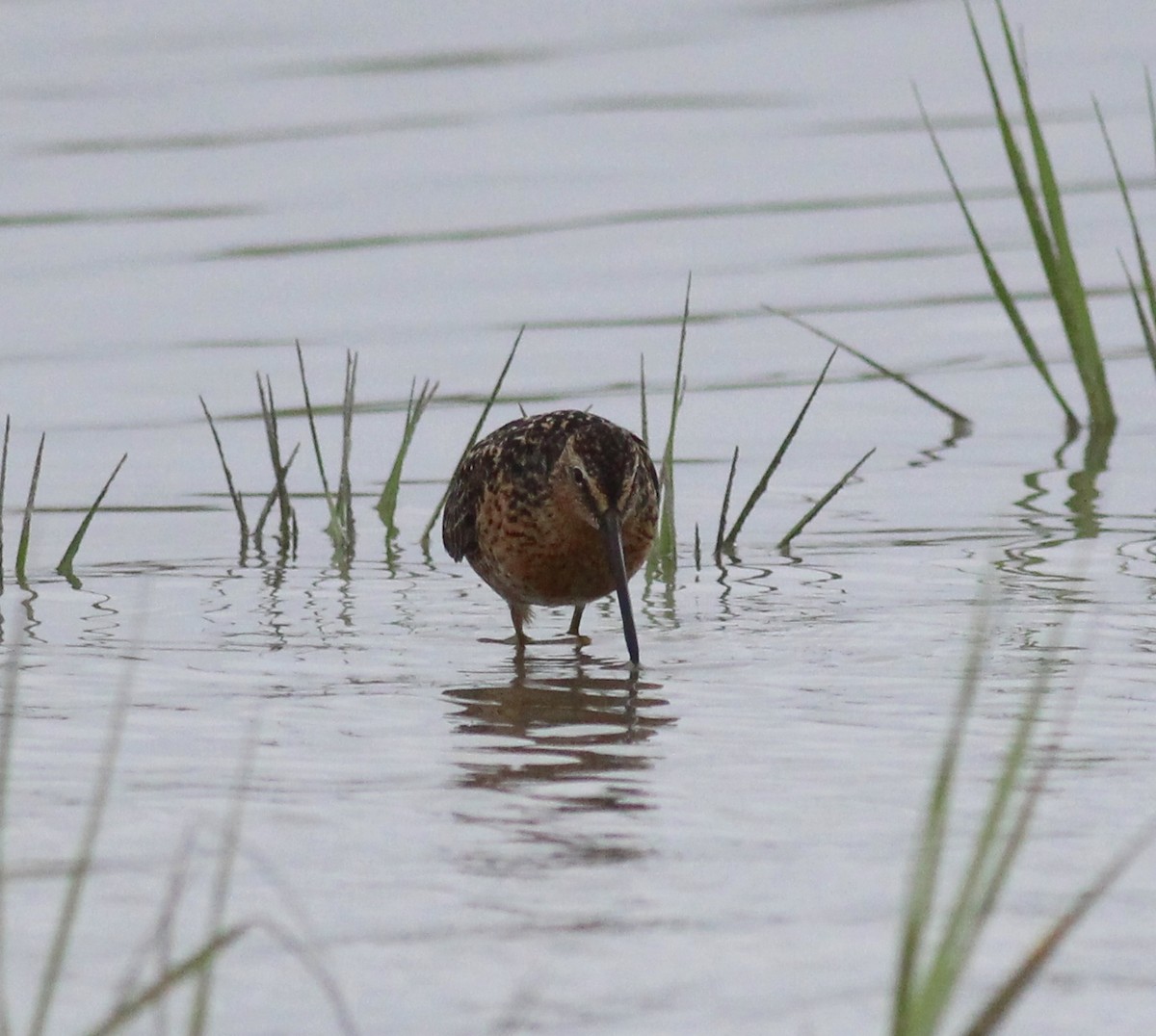 Long-billed Dowitcher - ML223948301