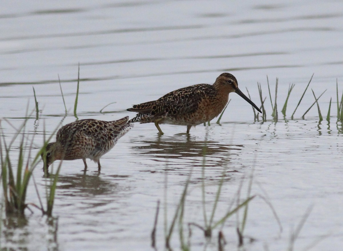 Long-billed Dowitcher - ML223948311