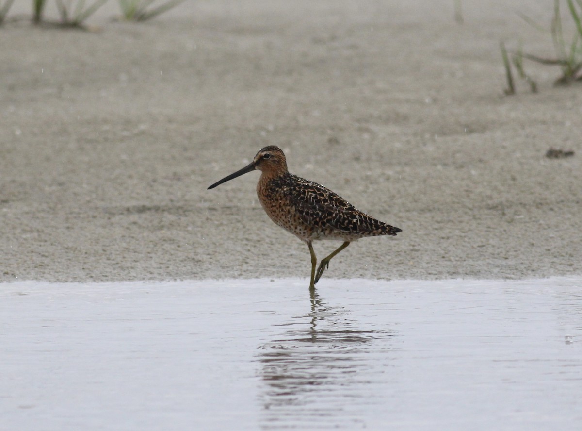Long-billed Dowitcher - ML223948321