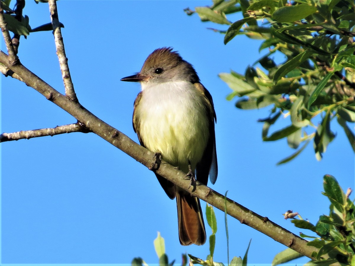 Ash-throated Flycatcher - Maggie Smith