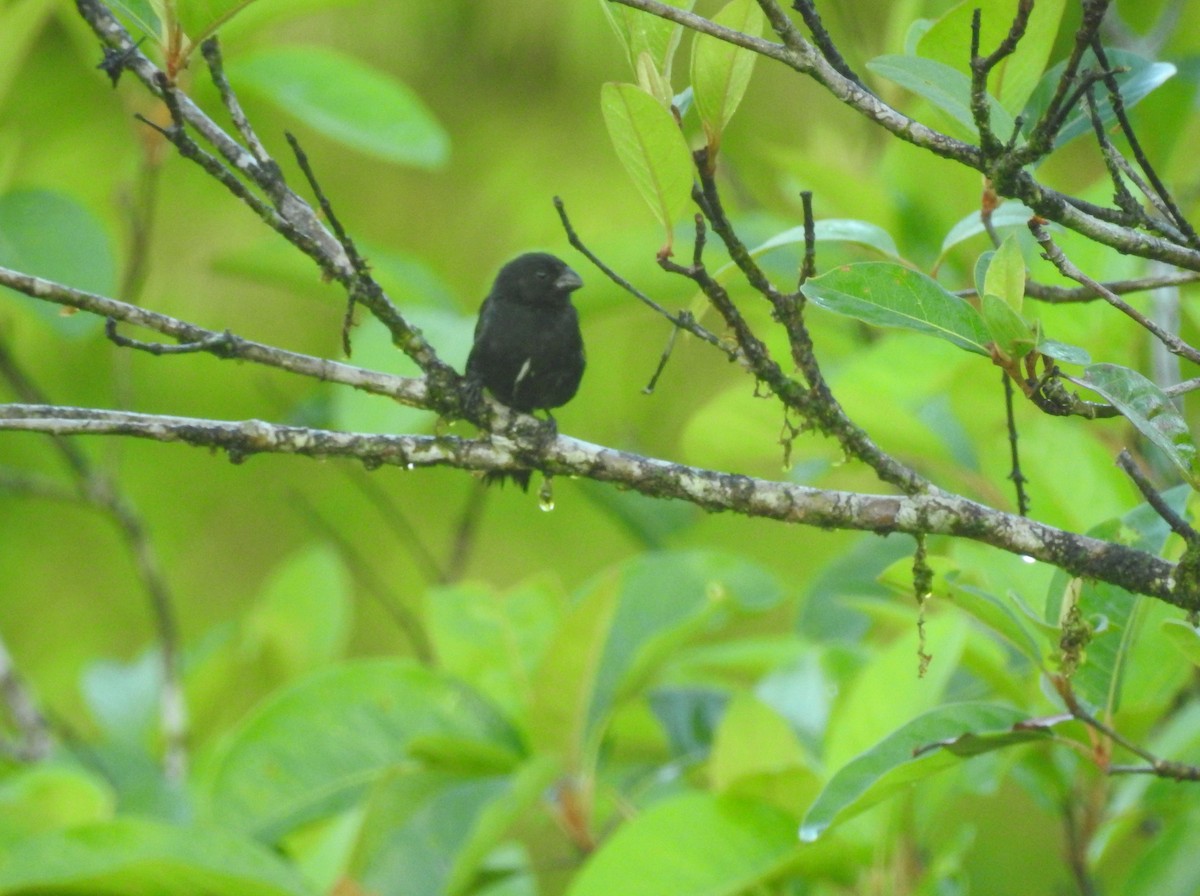 Variable Seedeater - ML223951521