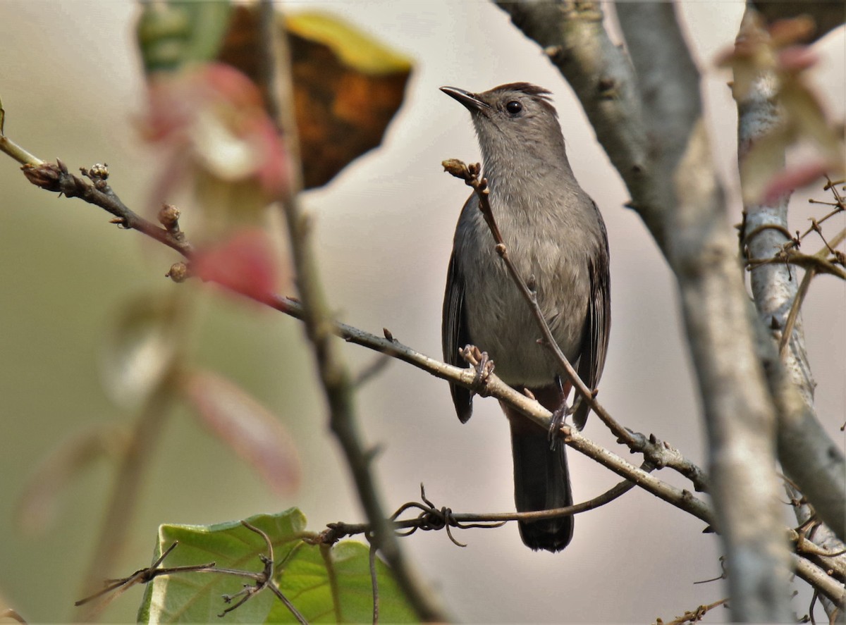 Gray Catbird - Josue  de León Lux (Birding Guide) josuedeleonlux@gmail.com +502 3068 8988