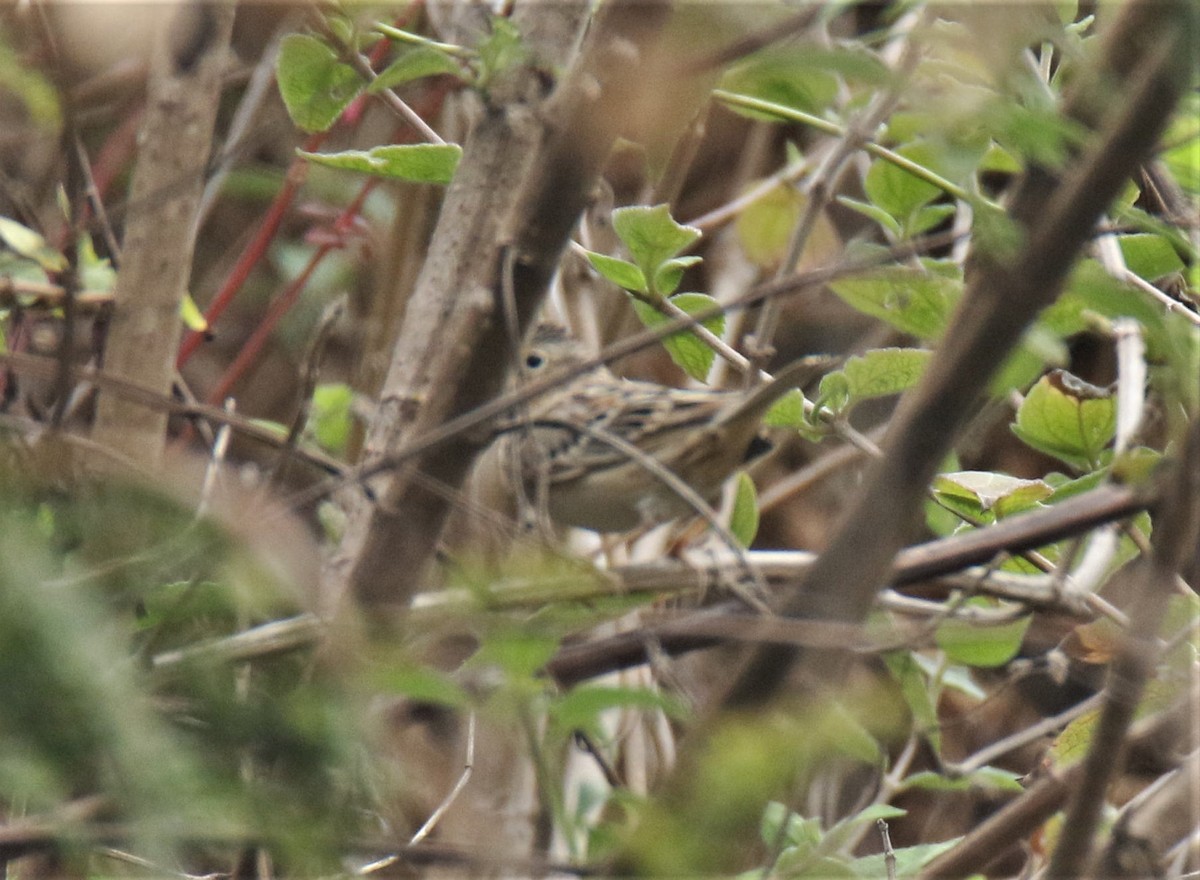 Grasshopper Sparrow - Josue  de León Lux (Birding Guide) josuedeleonlux@gmail.com +502 3068 8988