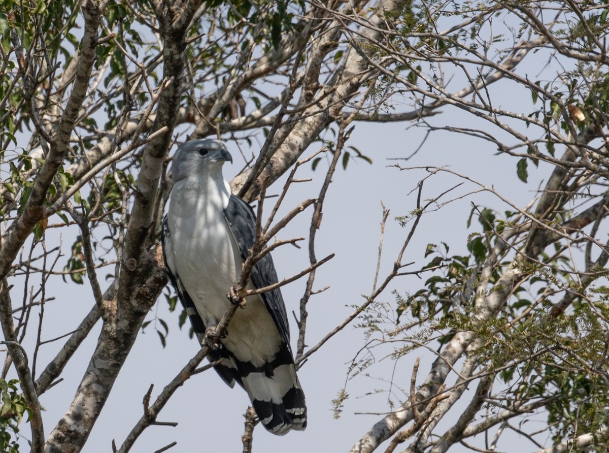 Ebird Paraguay Checklist Aug Pozo Colorado Pte Hayes Bajo Chaco Species