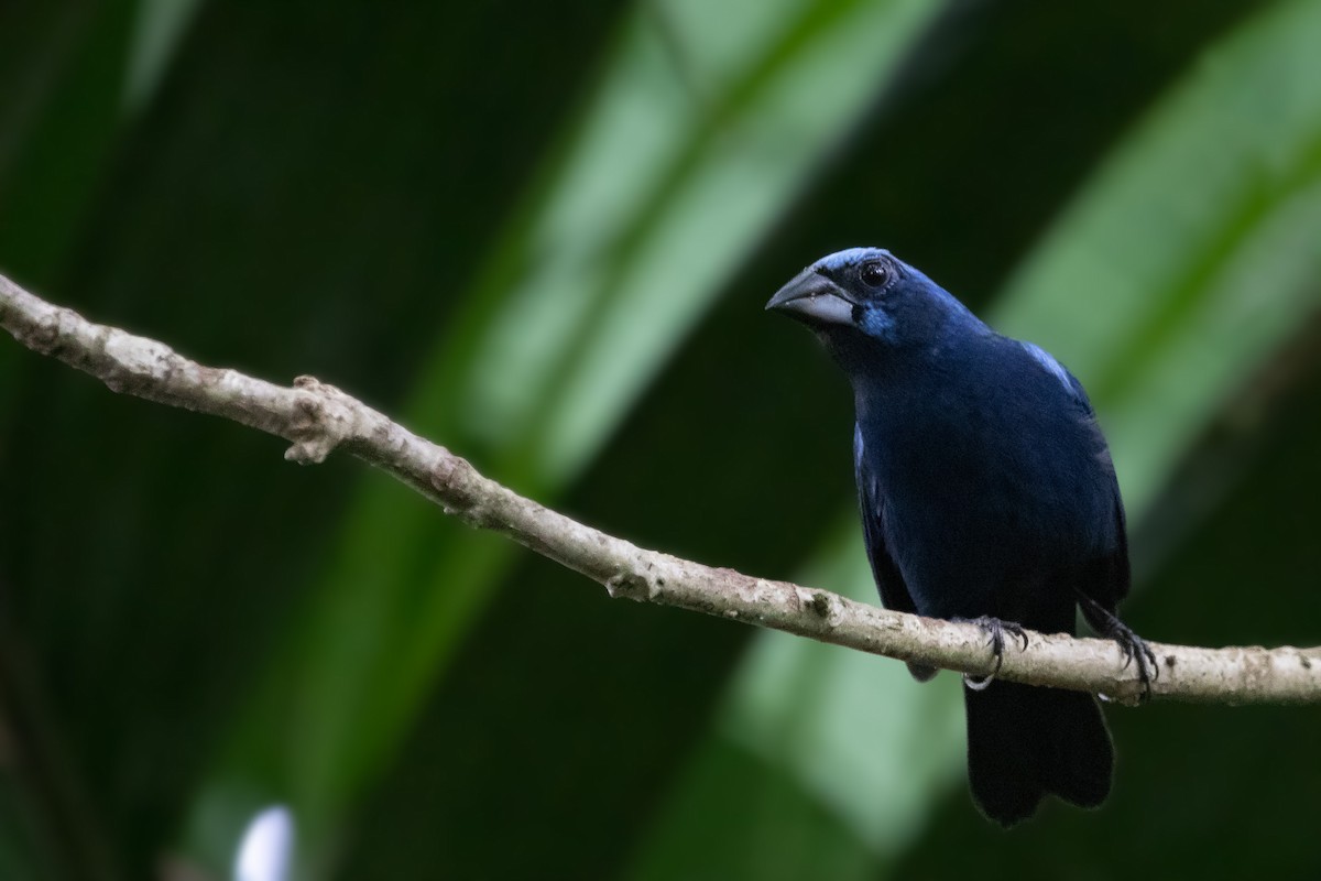 Amazonian Grosbeak - Jhonathan Miranda - Wandering Venezuela Birding Expeditions