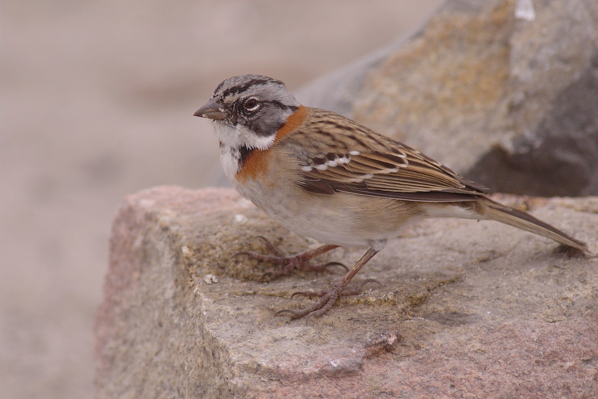 Rufous-collared Sparrow - ML22396671