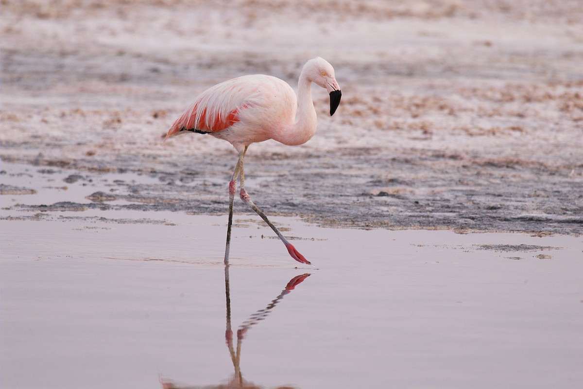 Chilean Flamingo - ML22396821