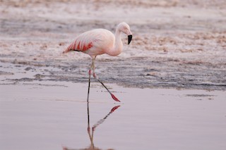 Chilean Flamingo, ML22396821