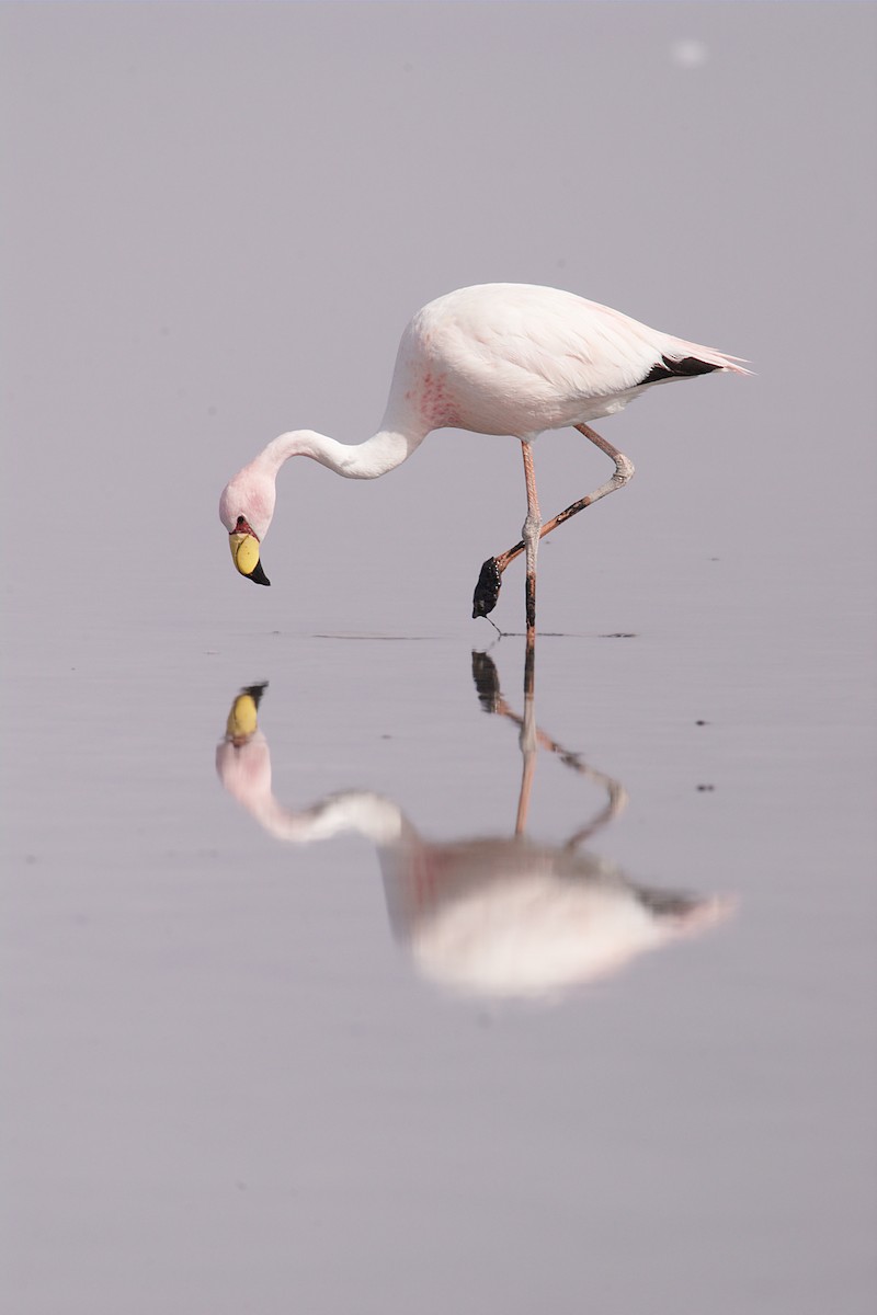 James's Flamingo - ML22396841