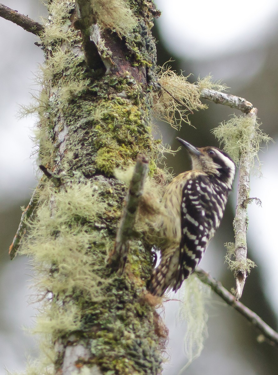 Philippine Pygmy Woodpecker - John Sterling