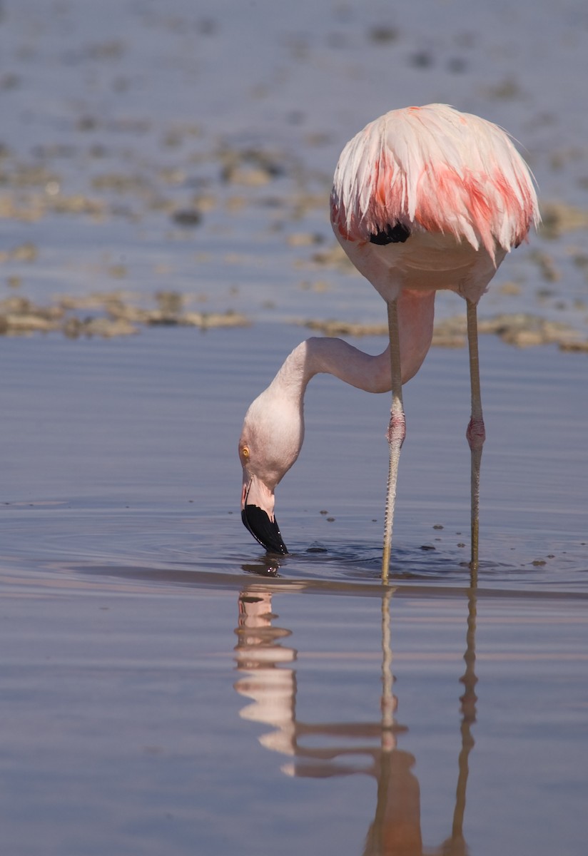 Chilean Flamingo - Etienne Artigau🦩