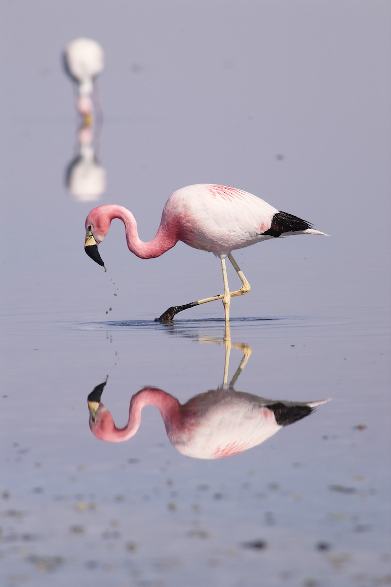 Andean Flamingo - ML22396951