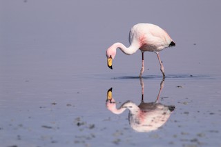 James's Flamingo, ML22396961