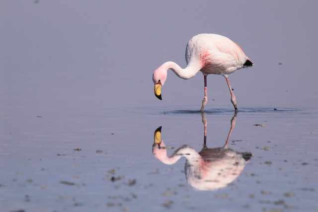 James's Flamingo