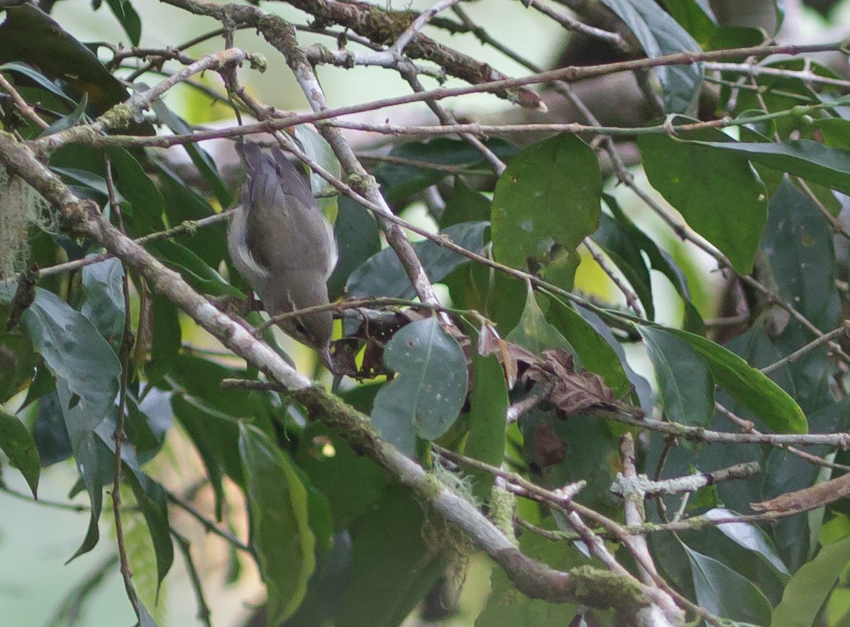Philippine Leaf Warbler - ML223969651