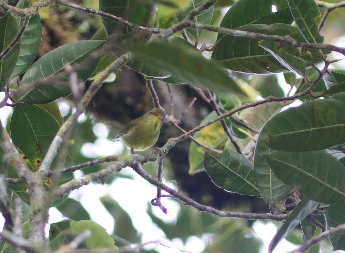 Negros Leaf Warbler - ML223969751