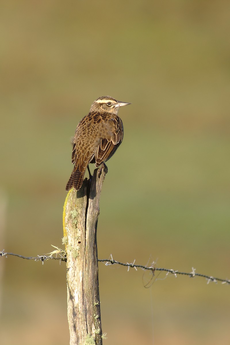 Long-tailed Meadowlark - Etienne Artigau🦩
