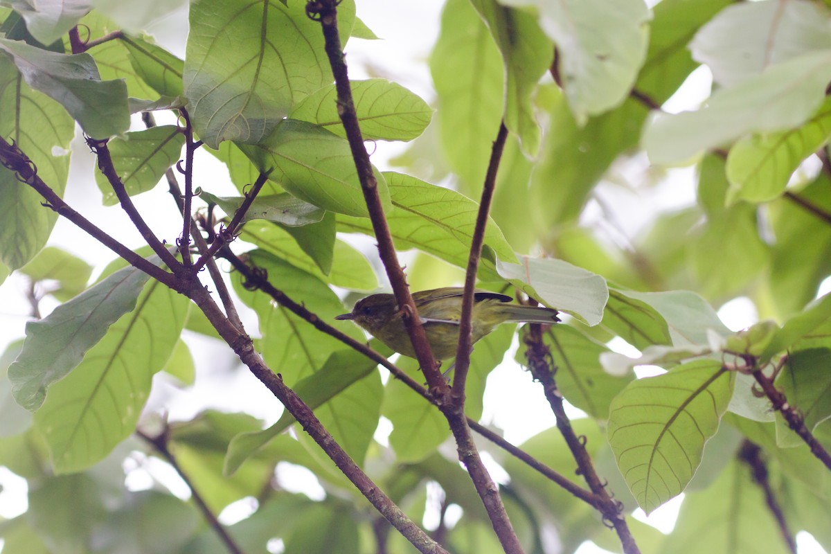 Negros Leaf Warbler - ML223970001