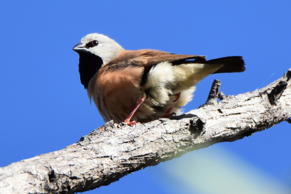 Black-throated Finch - Peter & Shelly Watts